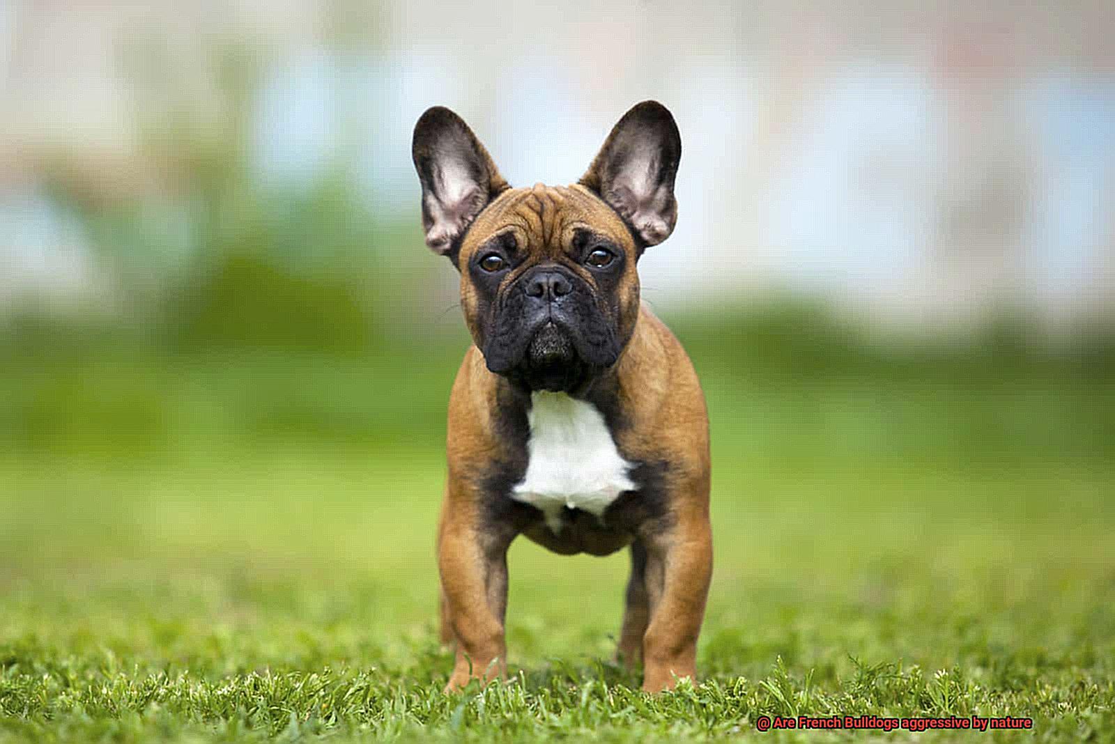 Are French Bulldogs aggressive by nature-4