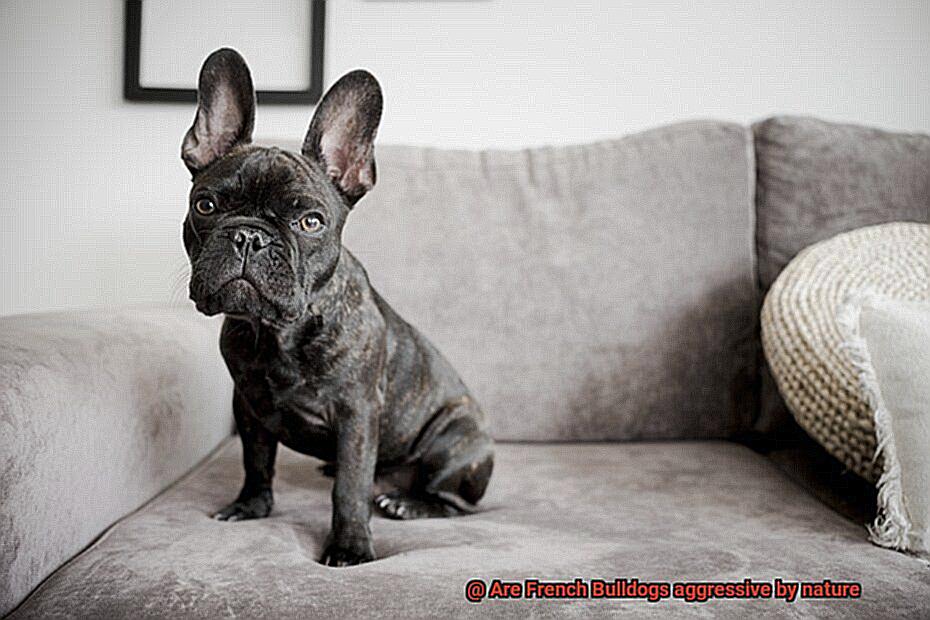 Are French Bulldogs aggressive by nature-2