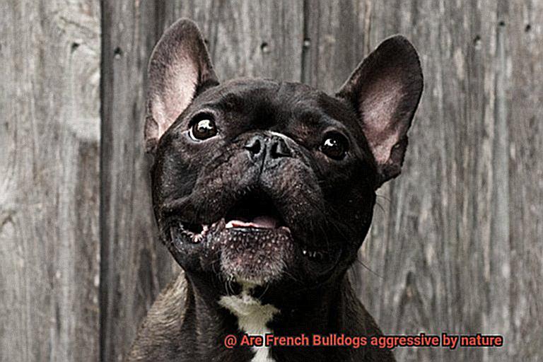 Are French Bulldogs aggressive by nature-3