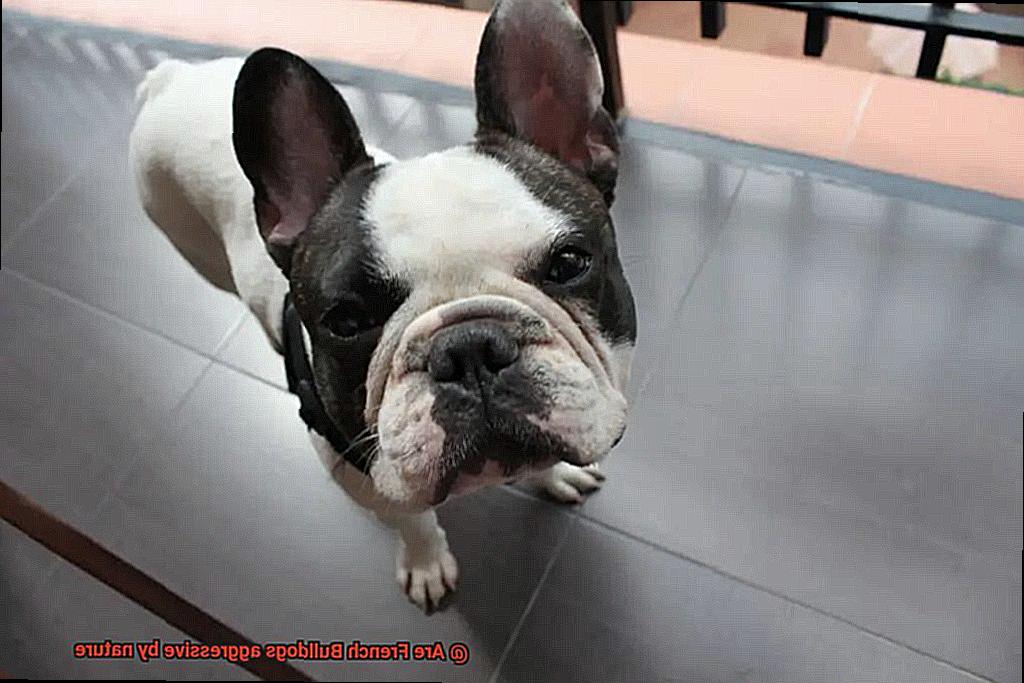 Are French Bulldogs aggressive by nature-7