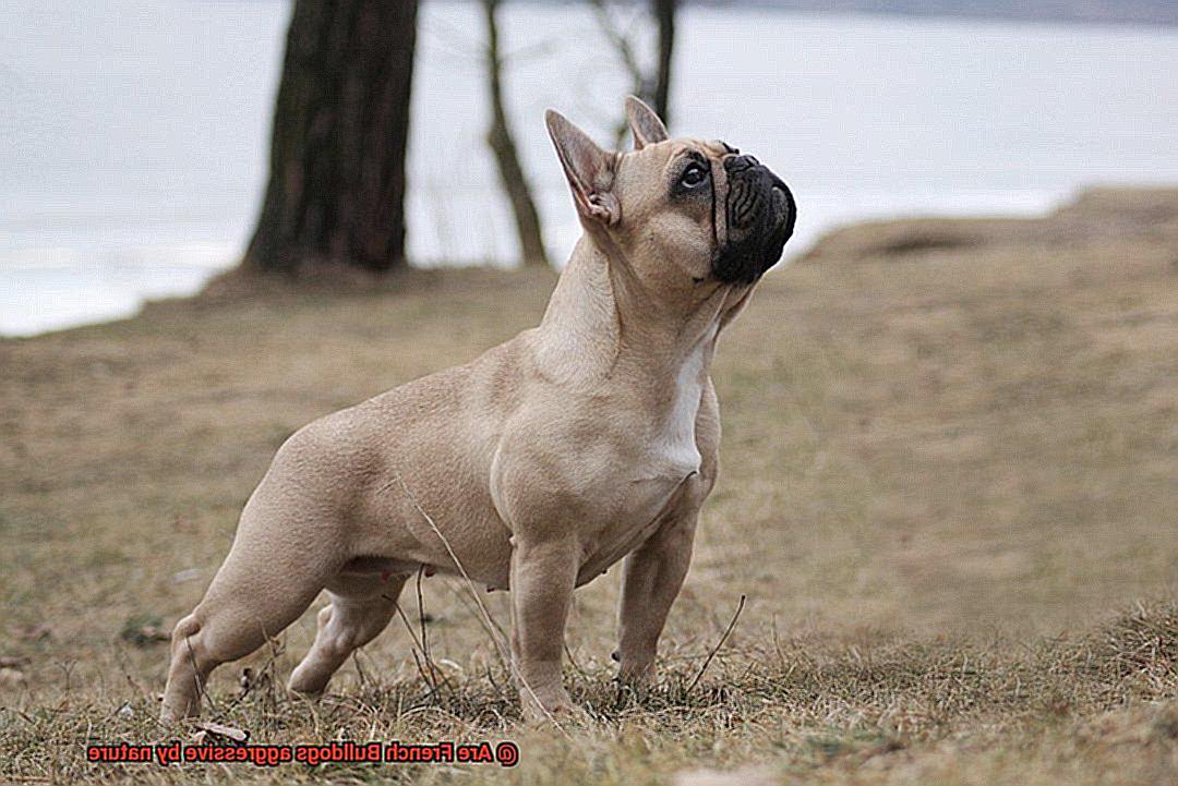 Are French Bulldogs aggressive by nature-5