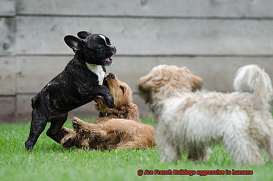 Are French Bulldogs aggressive to humans-4