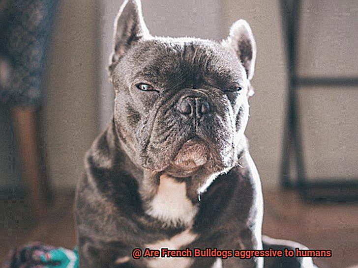 Are French Bulldogs aggressive to humans-6