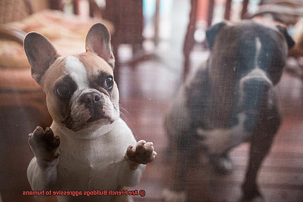 Are French Bulldogs aggressive to humans-5