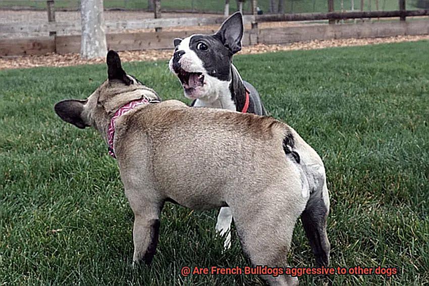 Are French Bulldogs aggressive to other dogs-2