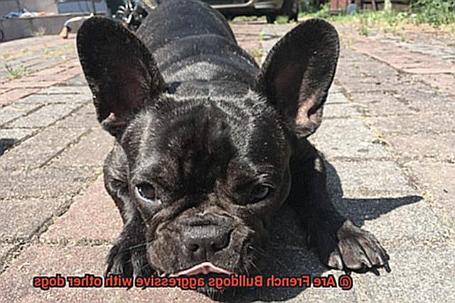 Are French Bulldogs aggressive with other dogs-2