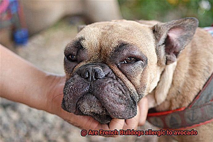 Are French Bulldogs allergic to avocado-6