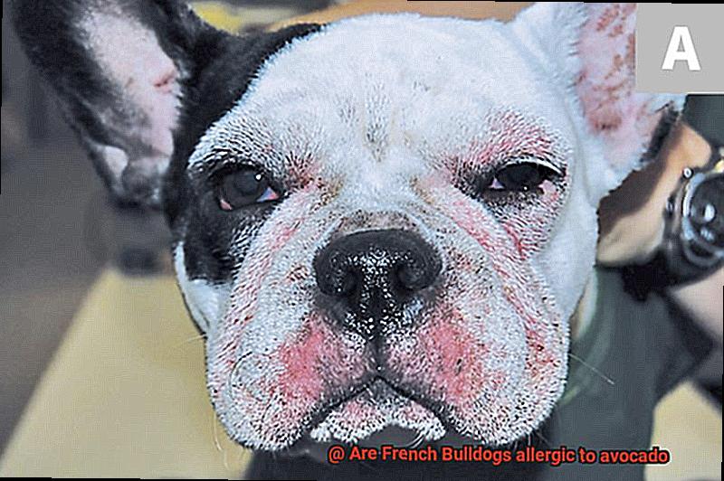 Are French Bulldogs allergic to avocado-5