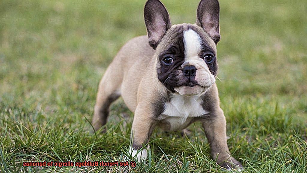 Are French Bulldogs allergic to bananas-3