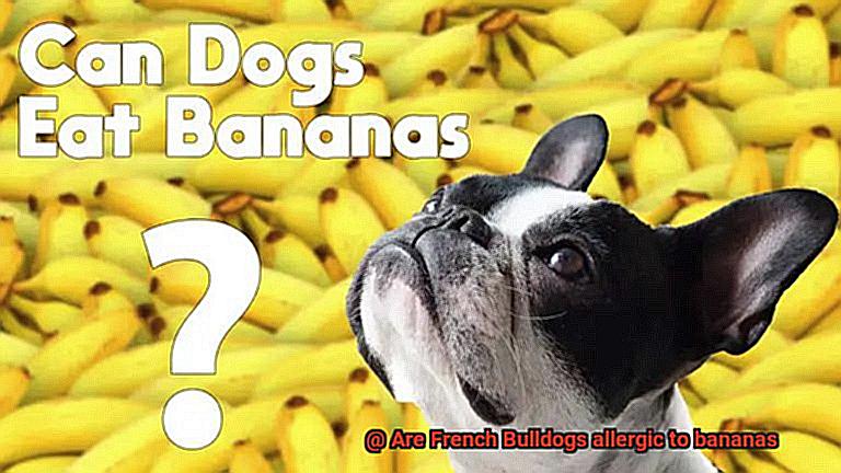 Are French Bulldogs allergic to bananas-2