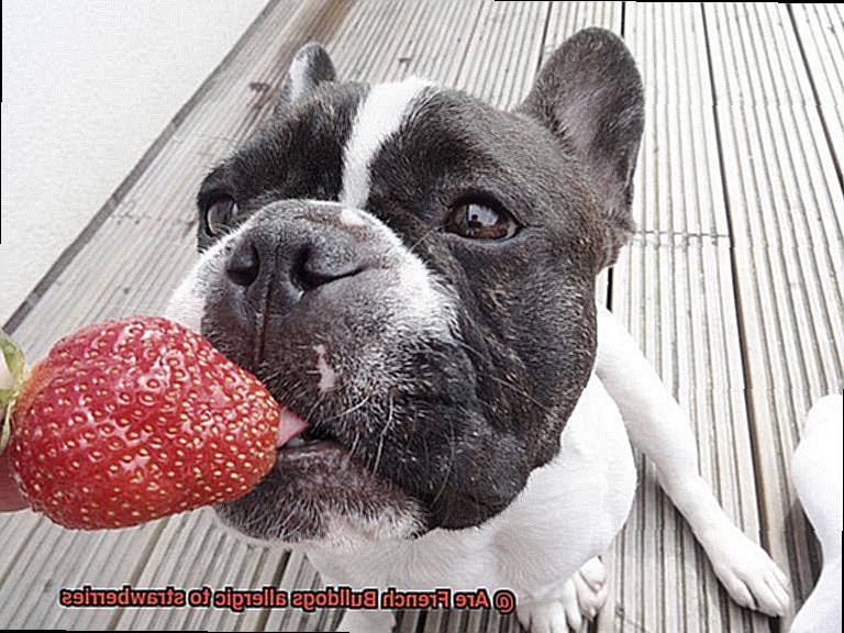 Are French Bulldogs allergic to strawberries-3