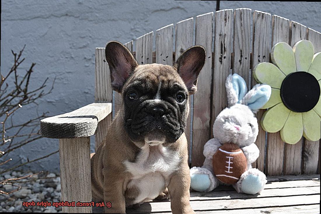 Are French Bulldogs alpha dogs-3