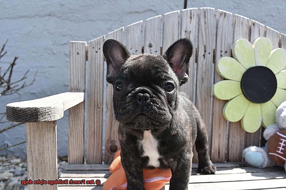 Are French Bulldogs alpha dogs-2