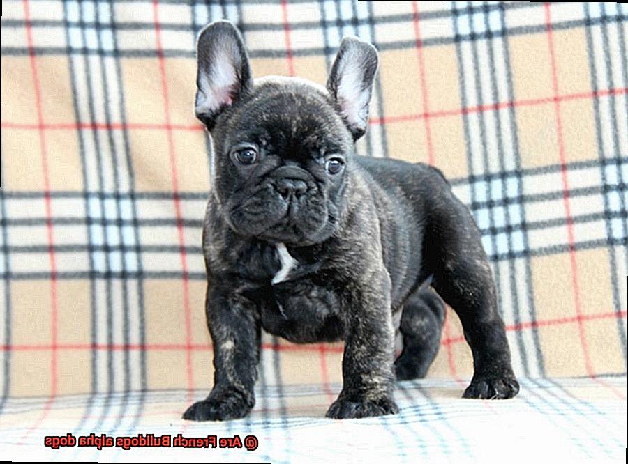 Are French Bulldogs alpha dogs-5