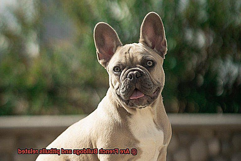 Are French Bulldogs and pitbulls related-2