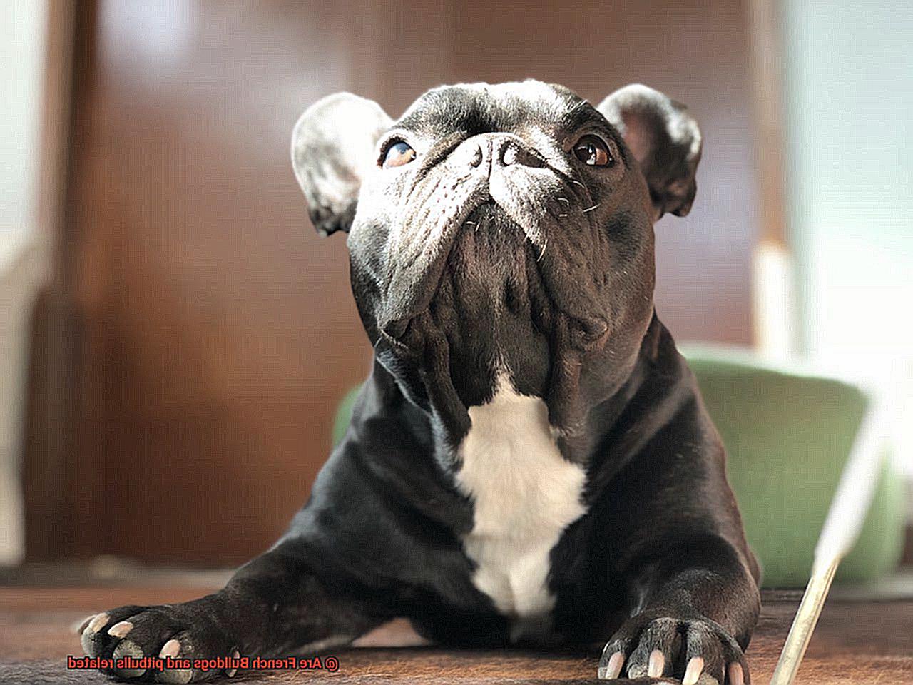 Are French Bulldogs and pitbulls related-4