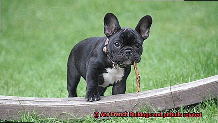 Are French Bulldogs and pitbulls related-5