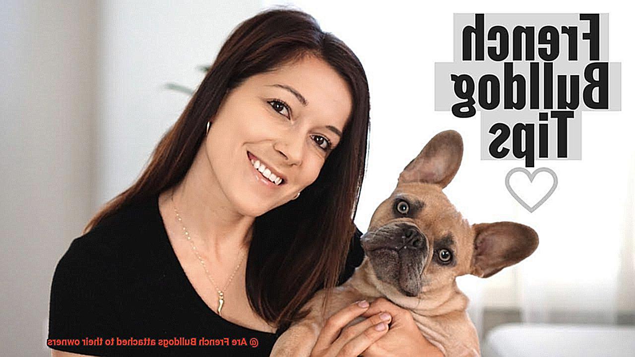 Are French Bulldogs attached to their owners-3