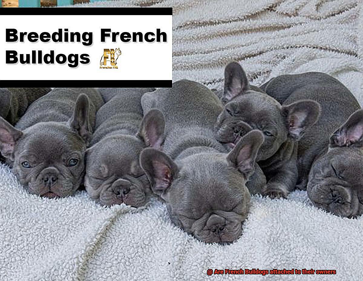 Are French Bulldogs attached to their owners-2