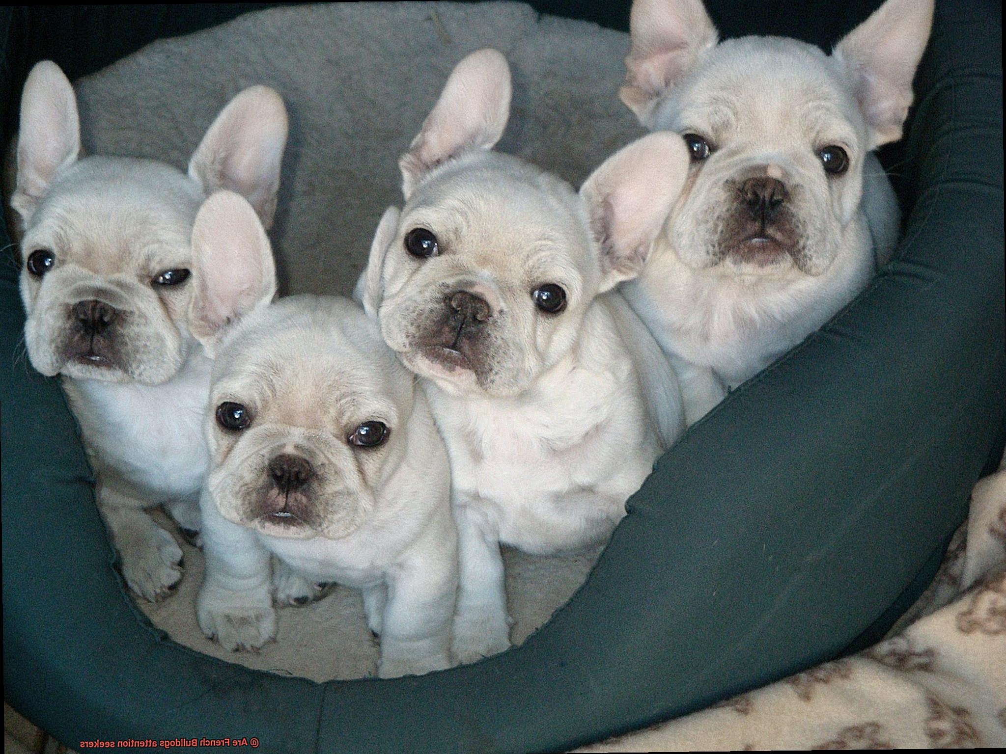 Are French Bulldogs attention seekers-2