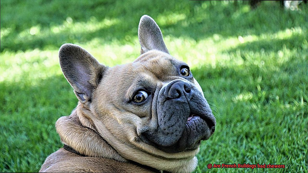 Are French Bulldogs bad chewers-2