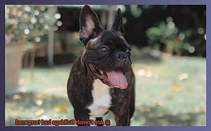 Are French Bulldogs bad tempered-3