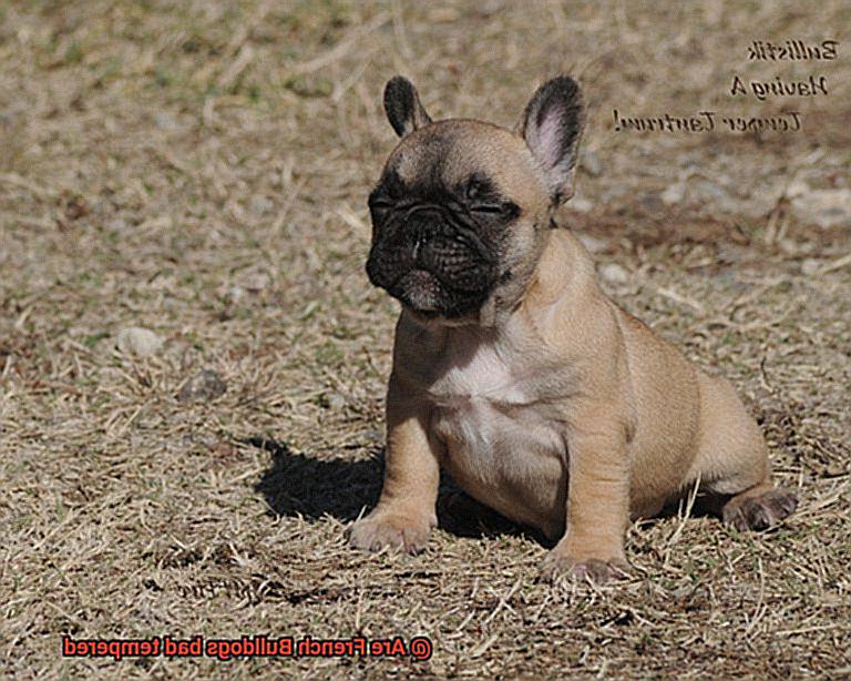 Are French Bulldogs bad tempered-5