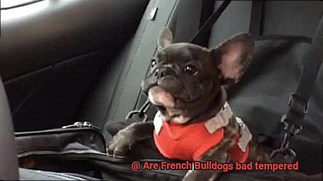 Are French Bulldogs bad tempered-4