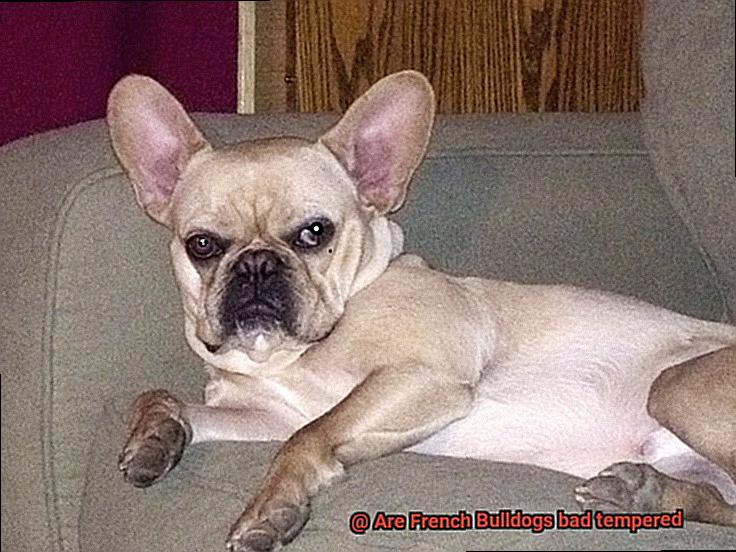 Are French Bulldogs bad tempered-2