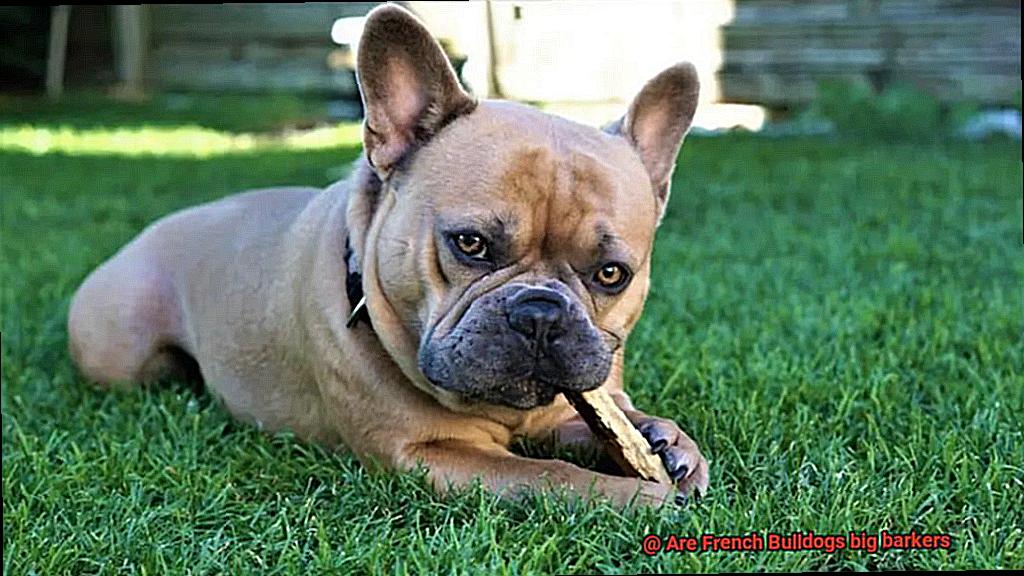 Are French Bulldogs big barkers-6