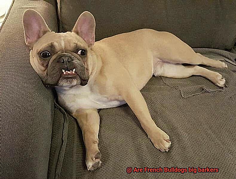 Are French Bulldogs big barkers-3