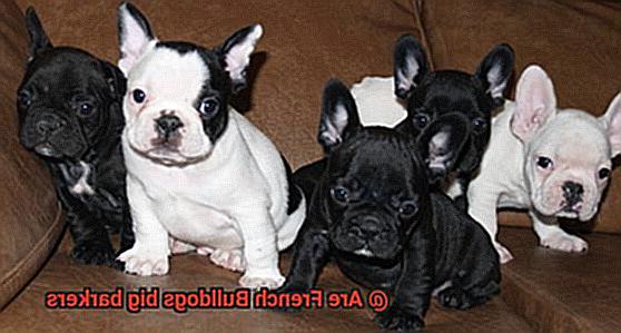 Are French Bulldogs big barkers-2