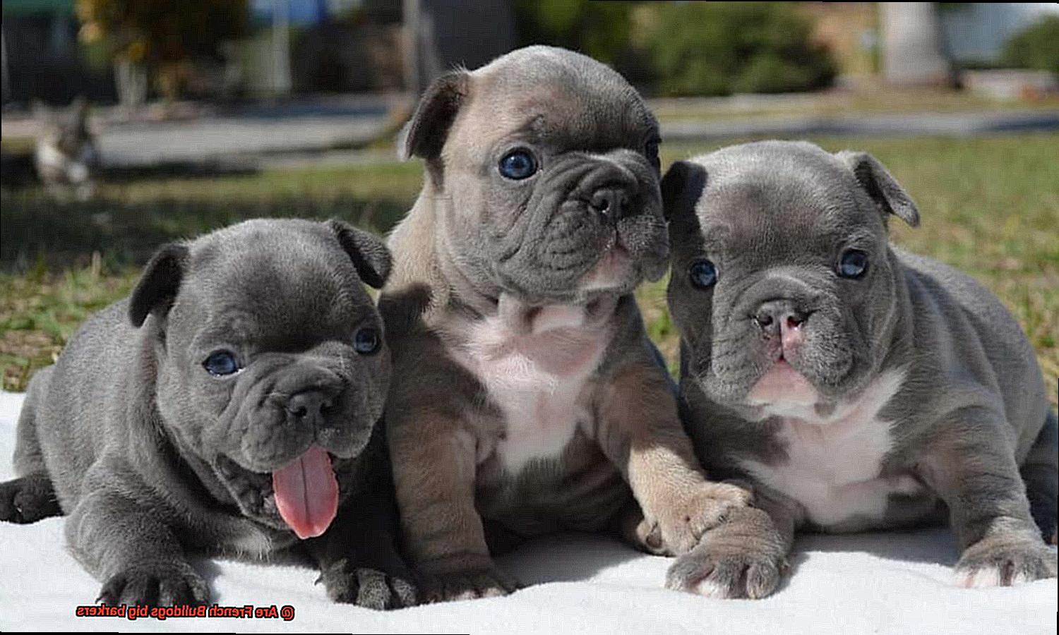 Are French Bulldogs big barkers-5