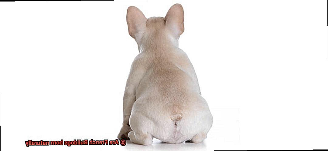 Are French Bulldogs born naturally-3