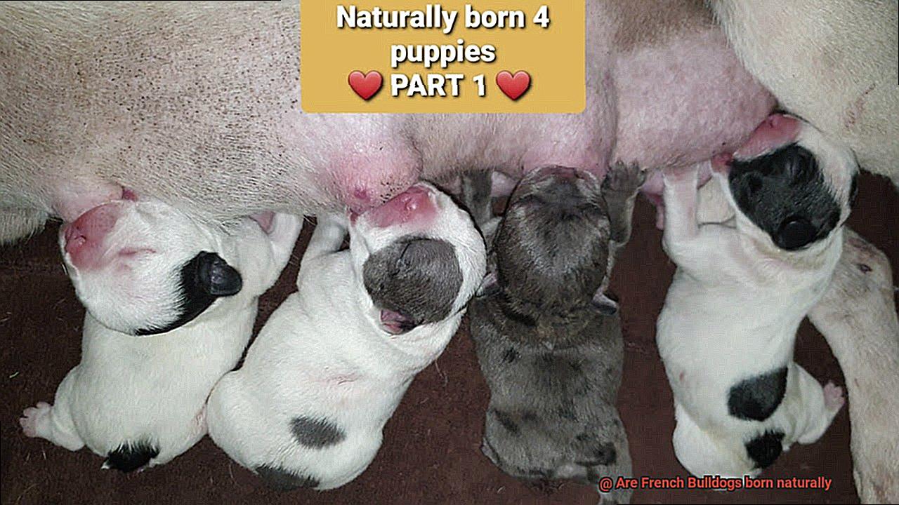 Are French Bulldogs born naturally-4