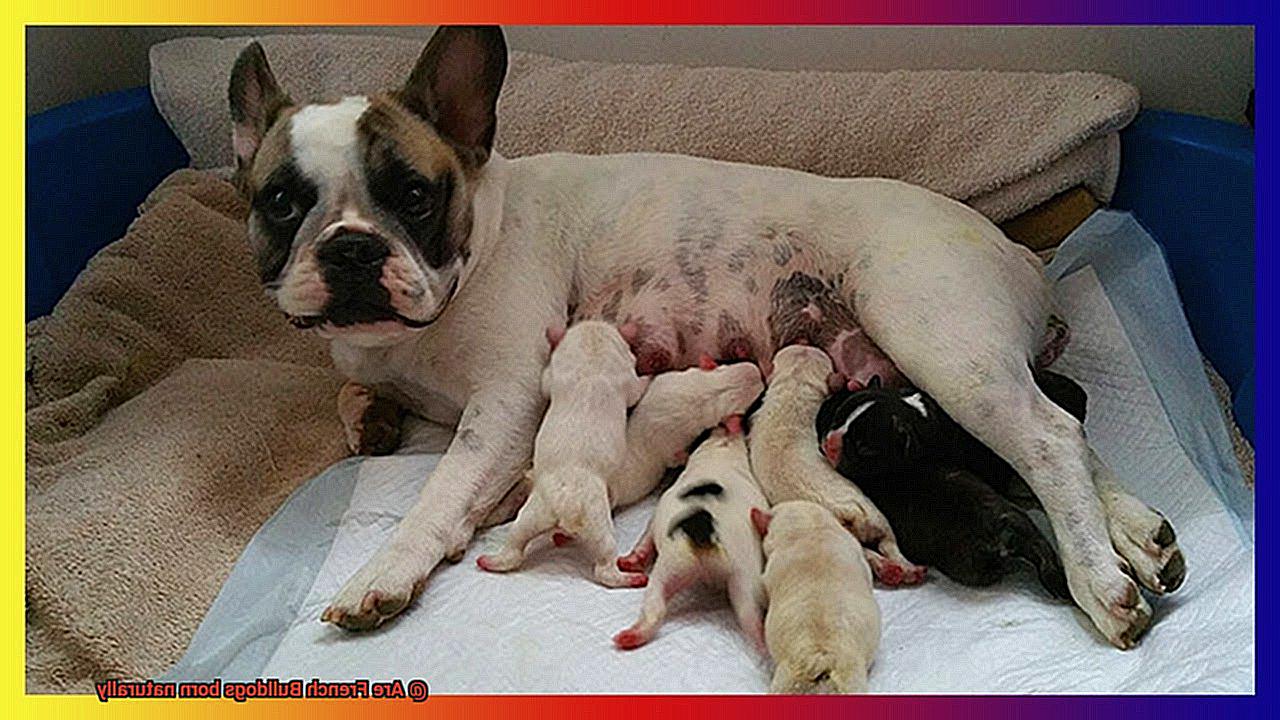 Are French Bulldogs born naturally-2