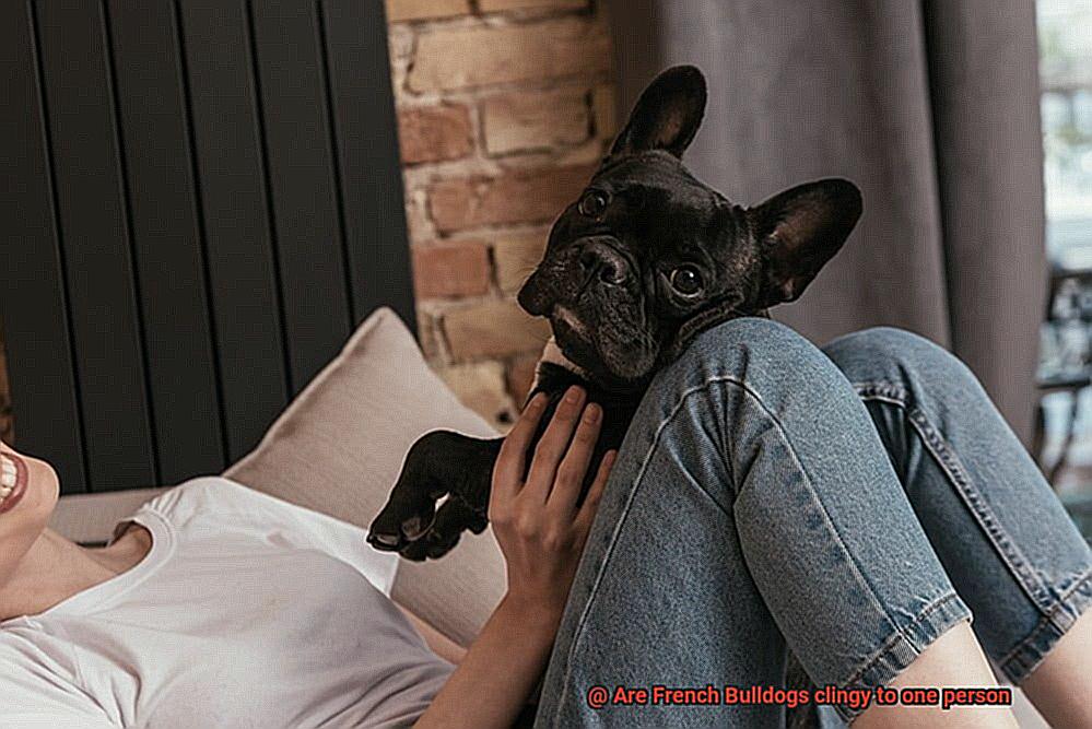 Are French Bulldogs clingy to one person-6