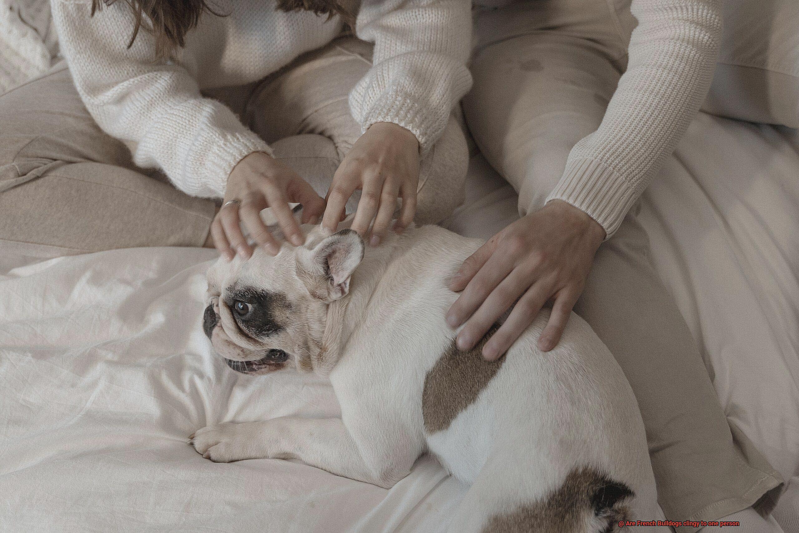 Are French Bulldogs clingy to one person-4