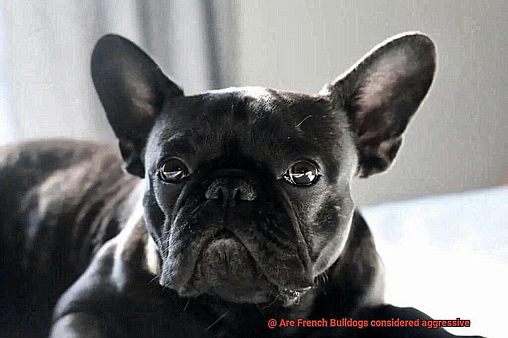 Are French Bulldogs considered aggressive-4