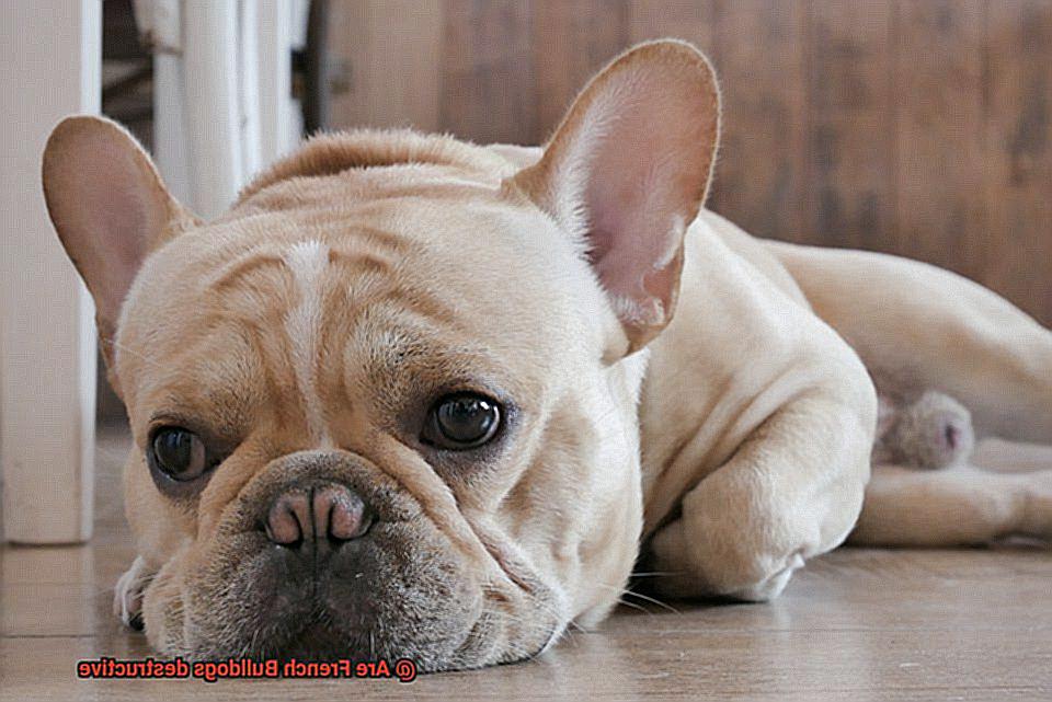 Are French Bulldogs destructive-5