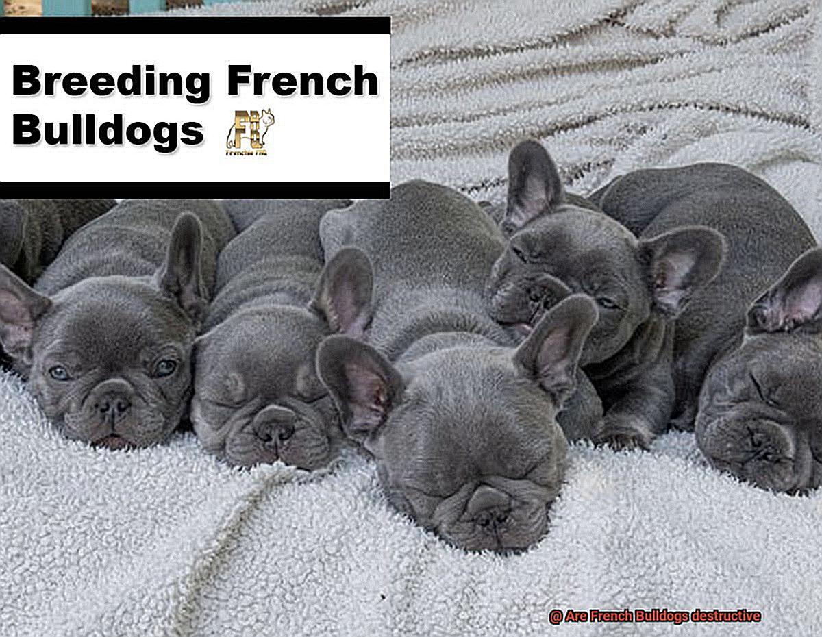 Are French Bulldogs destructive-2