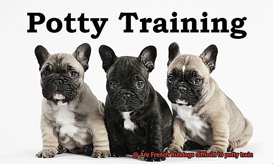 Are French Bulldogs difficult to potty train-2