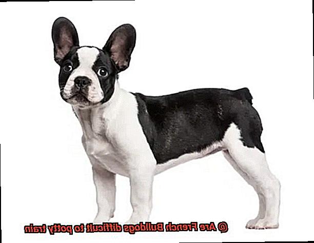 Are French Bulldogs difficult to potty train-3