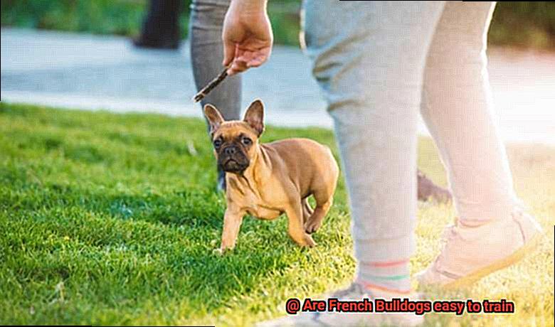 Are French Bulldogs easy to train-3