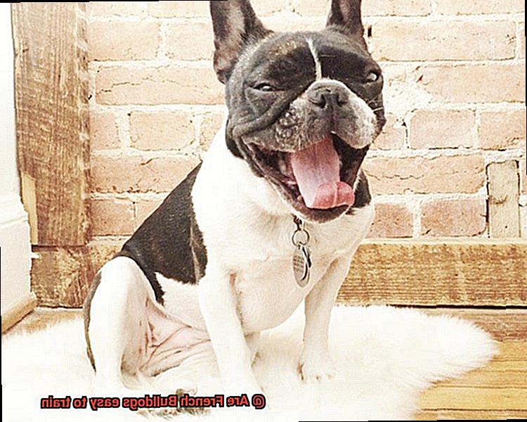 Are French Bulldogs easy to train-4