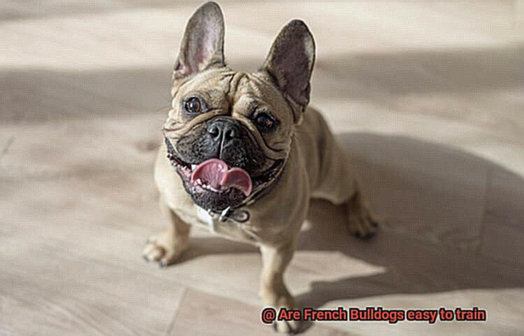 Are French Bulldogs easy to train-5