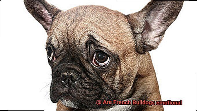 Are French Bulldogs emotional-3