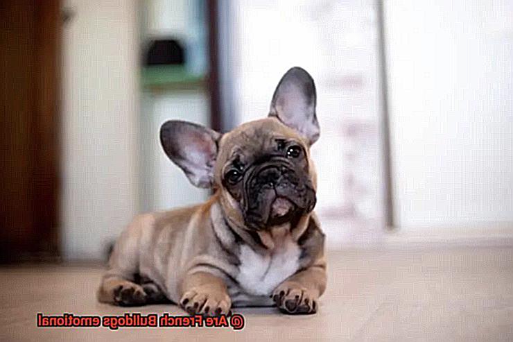 Are French Bulldogs emotional-4