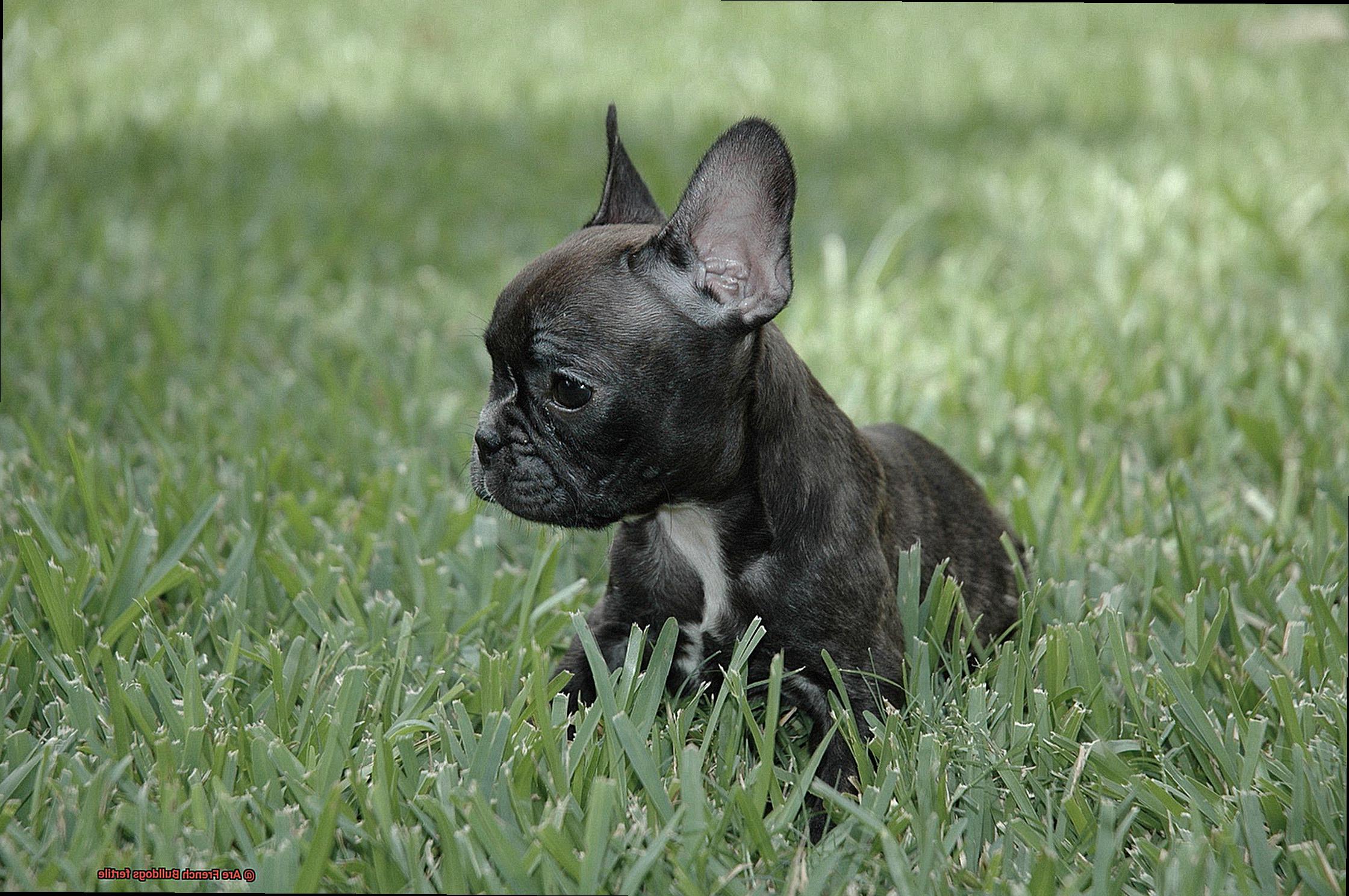 Are French Bulldogs fertile-3