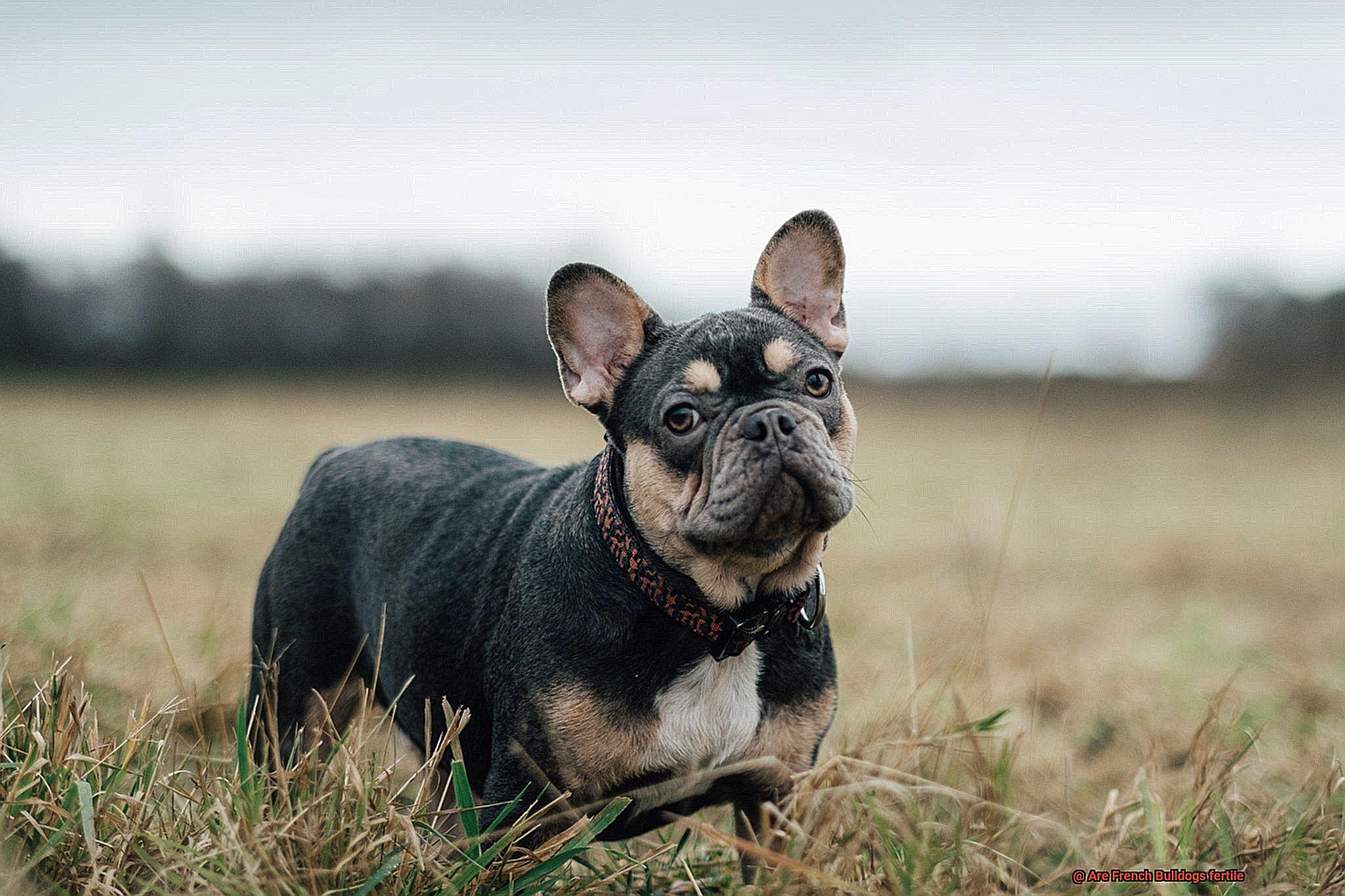 Are French Bulldogs fertile-2